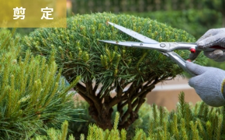 剪定 庭木の手入れ2