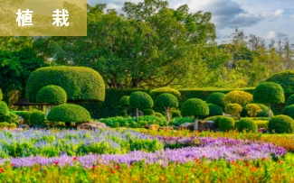 植栽 2