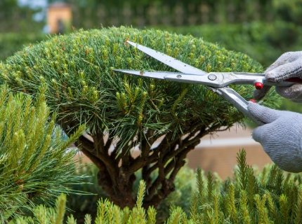 剪定、庭木のお手入れイメージ