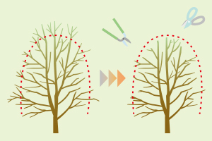 切り戻し剪定