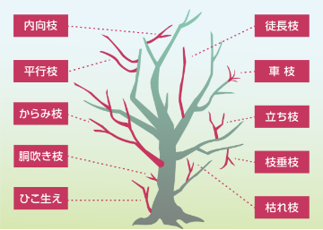 忌み枝、不要枝