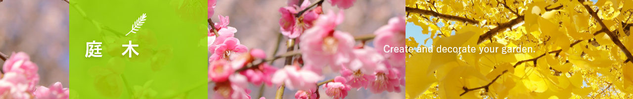  四季で楽しむ庭木36種類の特徴と開花時期