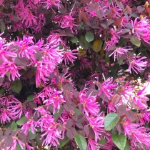 トキワマンサク