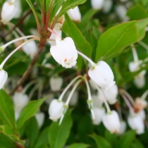 ドウダンツツジ