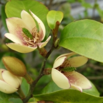 カラタネオガタマ