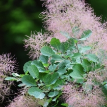 スモークツリー