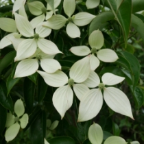 常緑ヤマボウシ