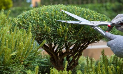 剪定　お手入れイメージ